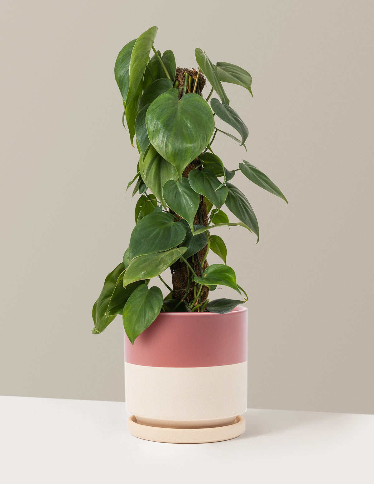 Heartleaf Philodendron Totem