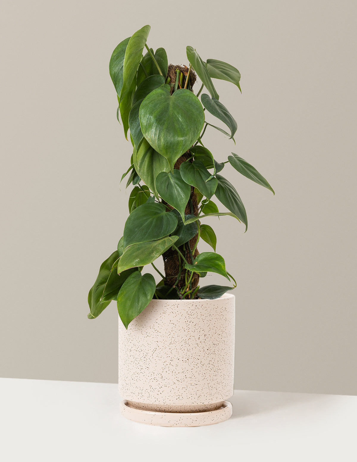 Heartleaf Philodendron Totem