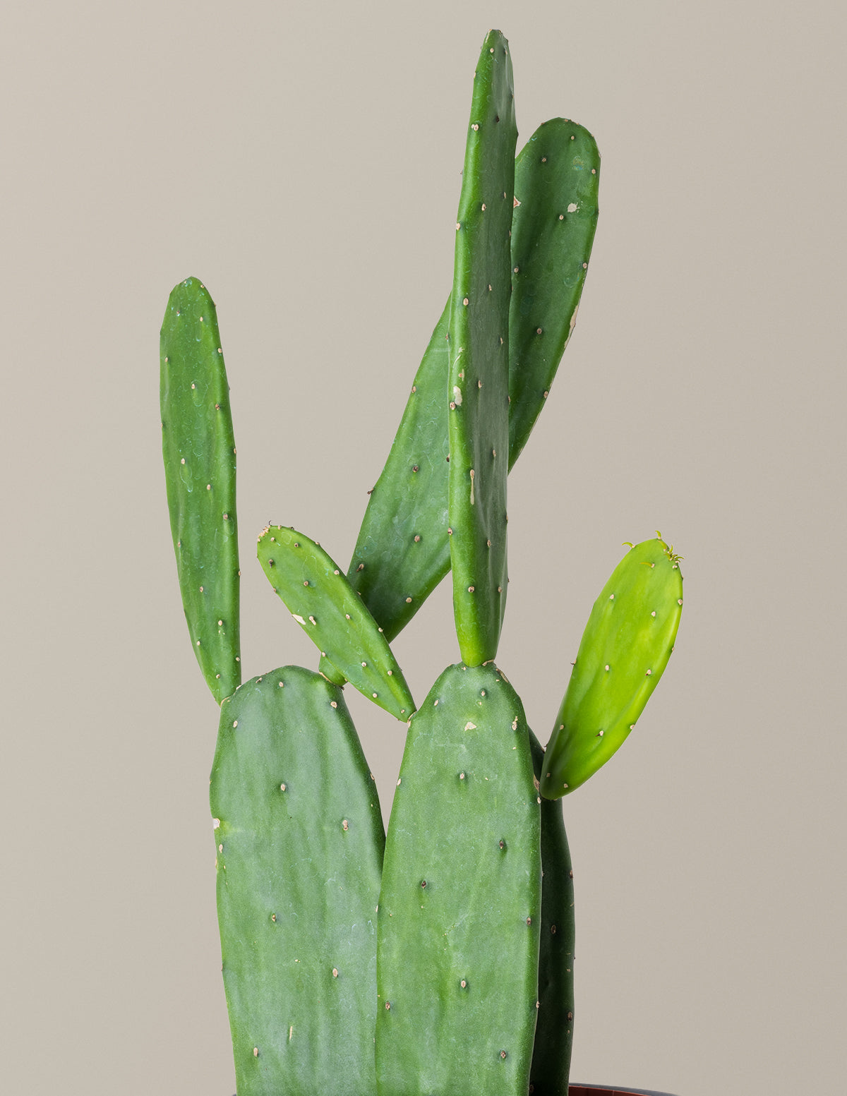 Opuntia monacantha 'Joseph's Coat' Kaktüs