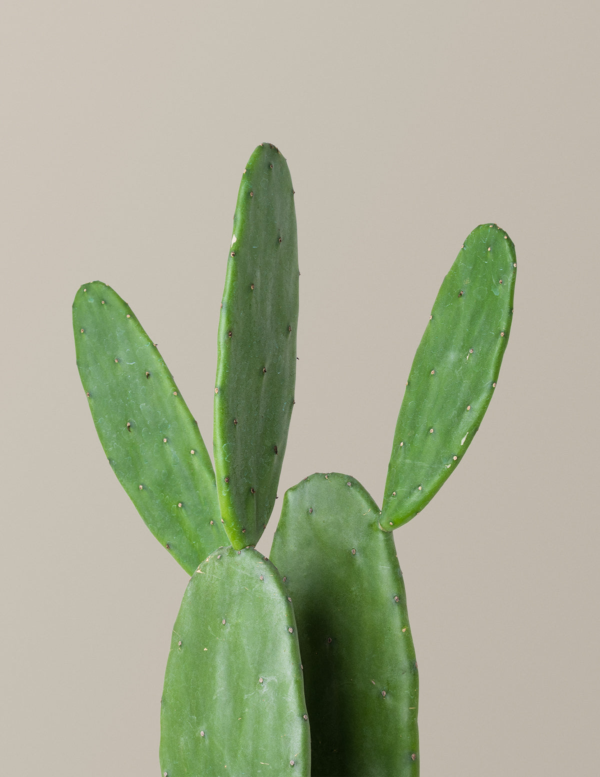 Opuntia monacantha 'Joseph's Coat' Kaktüs