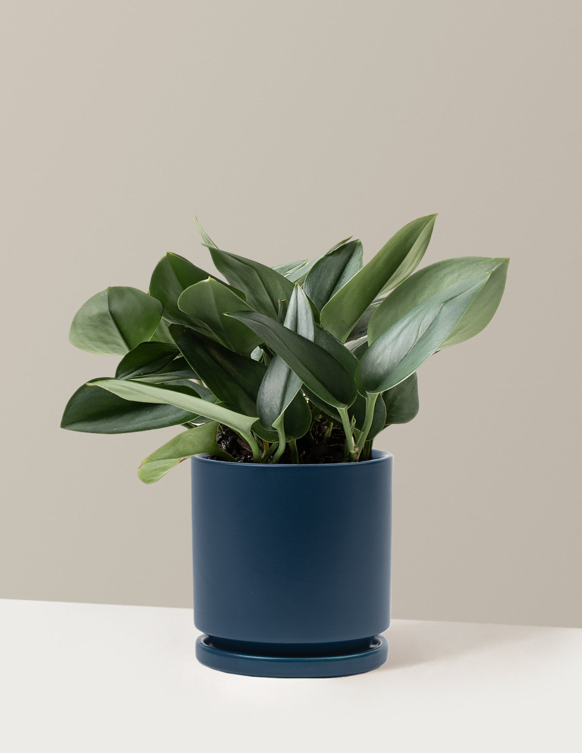 Scindapsus pictus 'Sterling Silver'