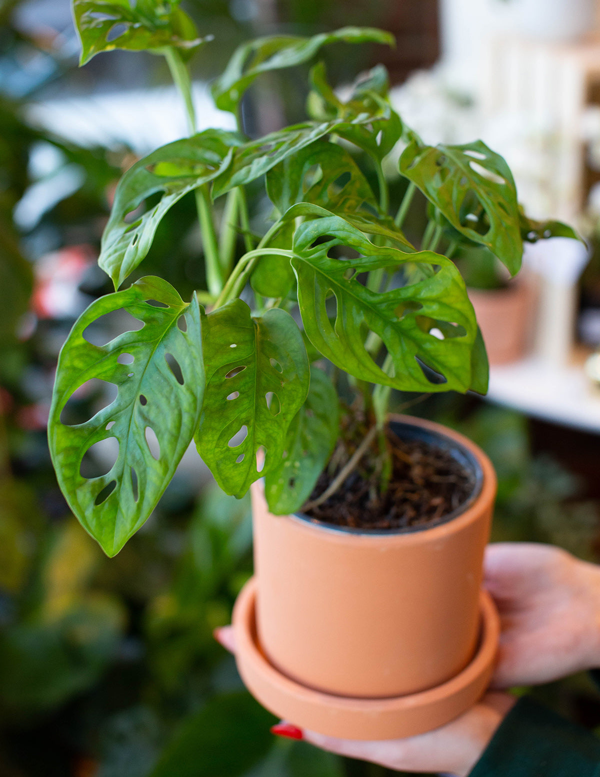 Monstera Adansonii (Deve Tabanı)