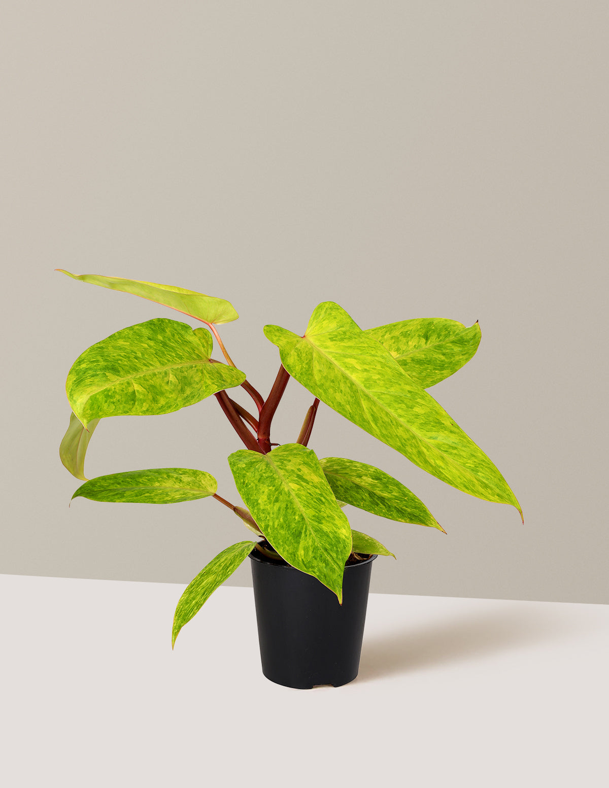 Philodendron 'Painted Lady'