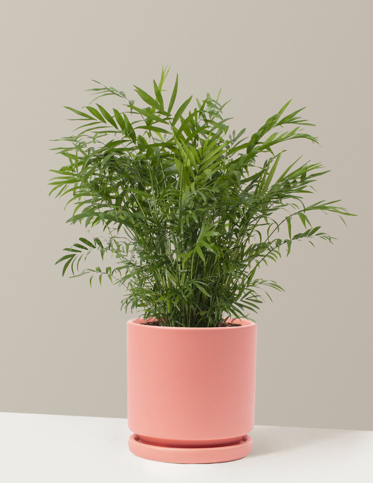 Parlor Palm (Salon Palmiyesi)