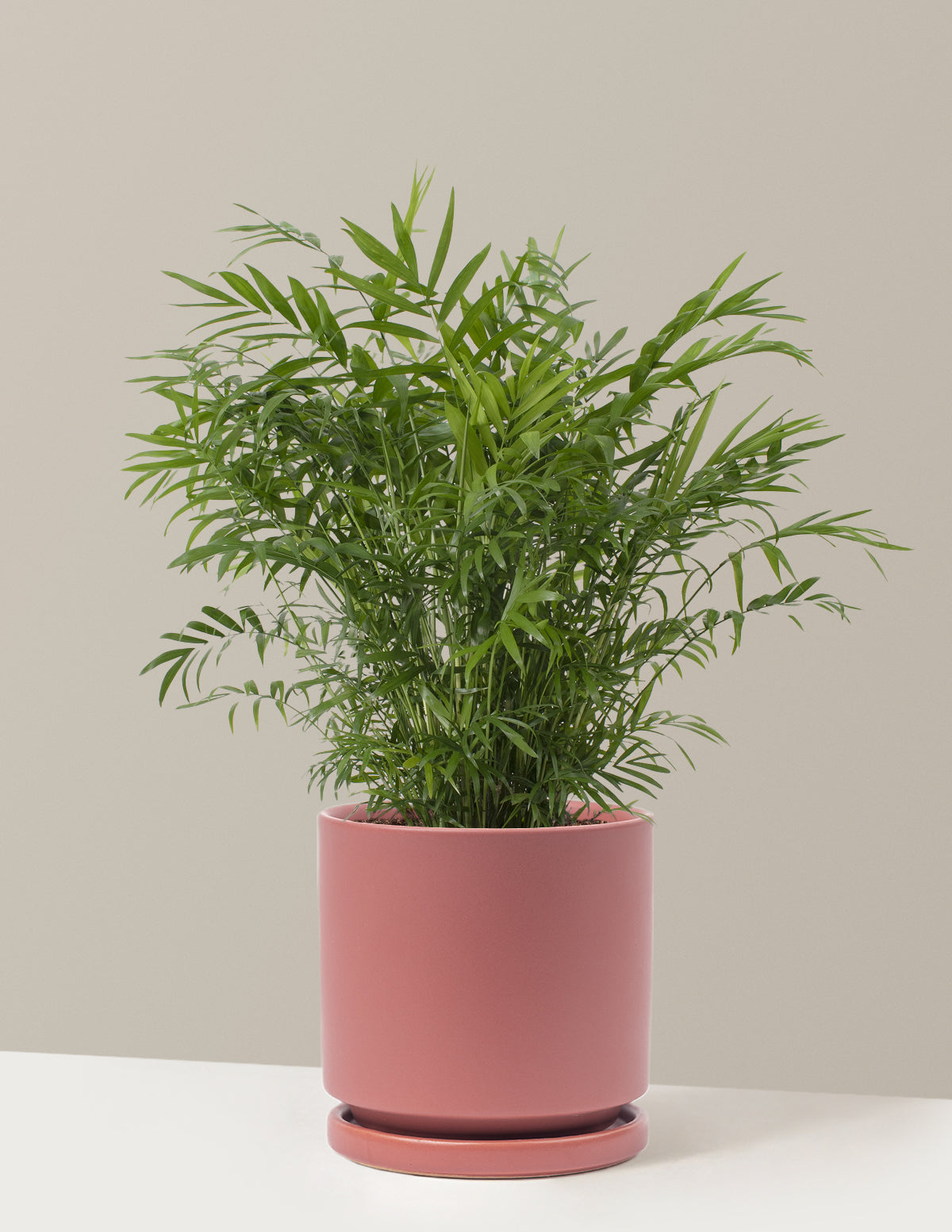 Parlor Palm (Salon Palmiyesi)