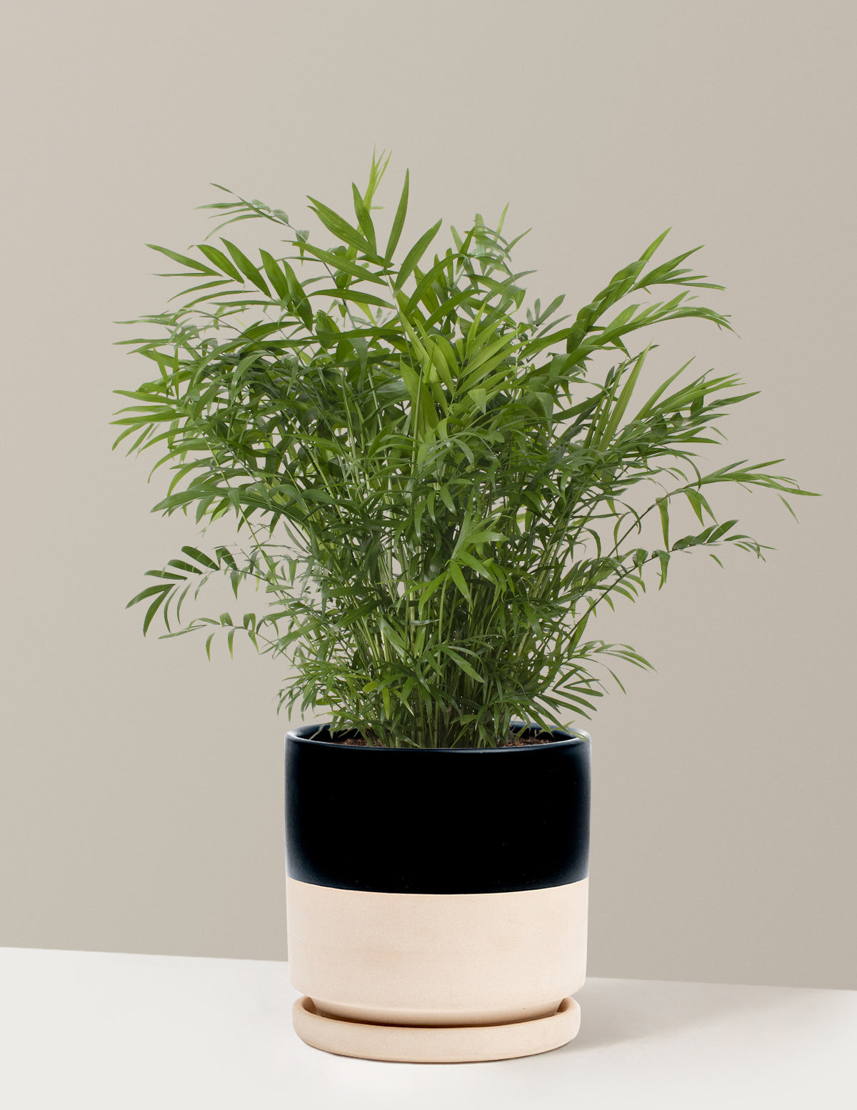 Parlor Palm (Salon Palmiyesi)