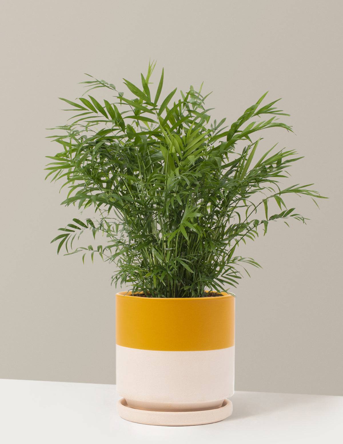 Parlor Palm (Salon Palmiyesi)