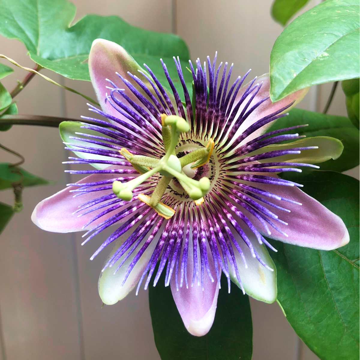 Passion Fruit (Çarkıfelek Meyvesi)