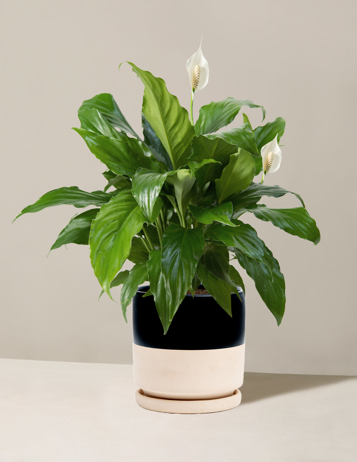 Barış Çiçeği (Peace Lily)