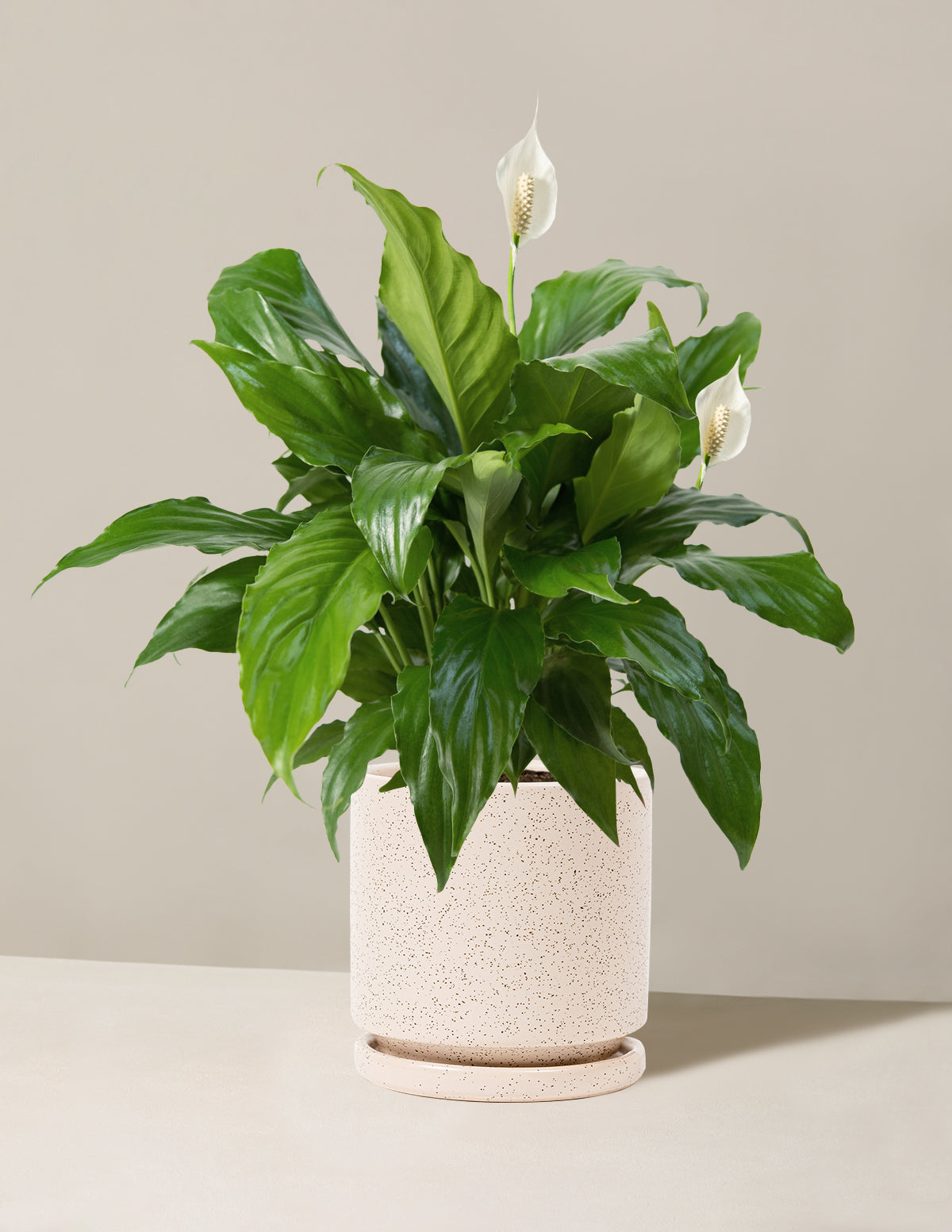 Barış Çiçeği (Peace Lily)