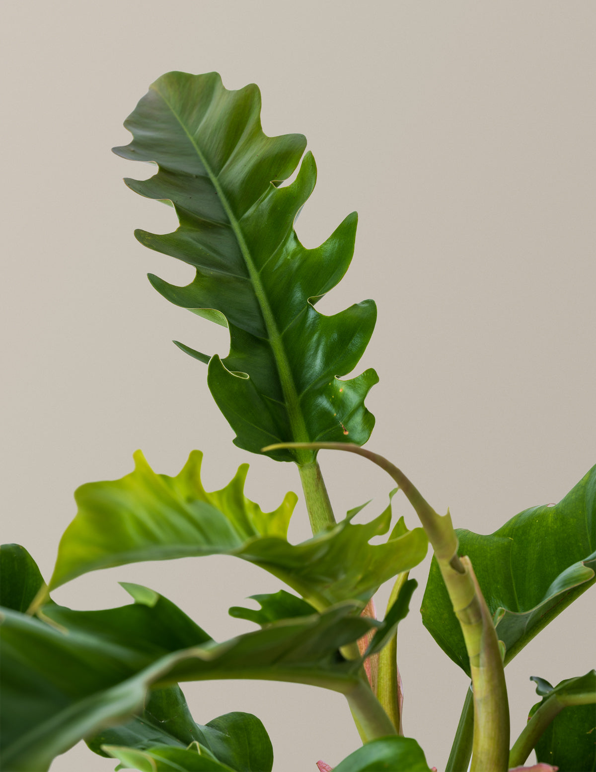 Philodendron 'Jungle Boogie'