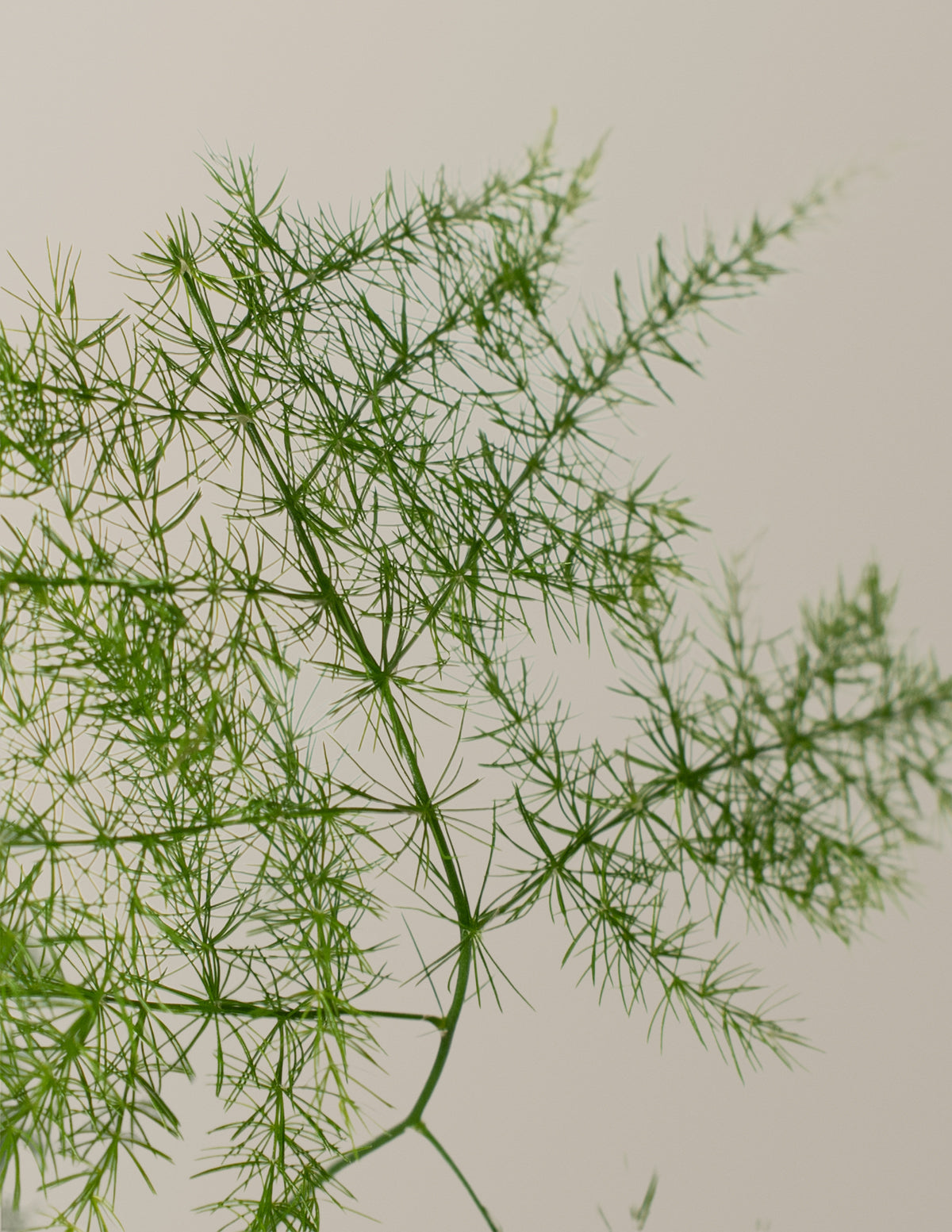 Kuşkonmaz Eğreltisi (Asparagus Fern)