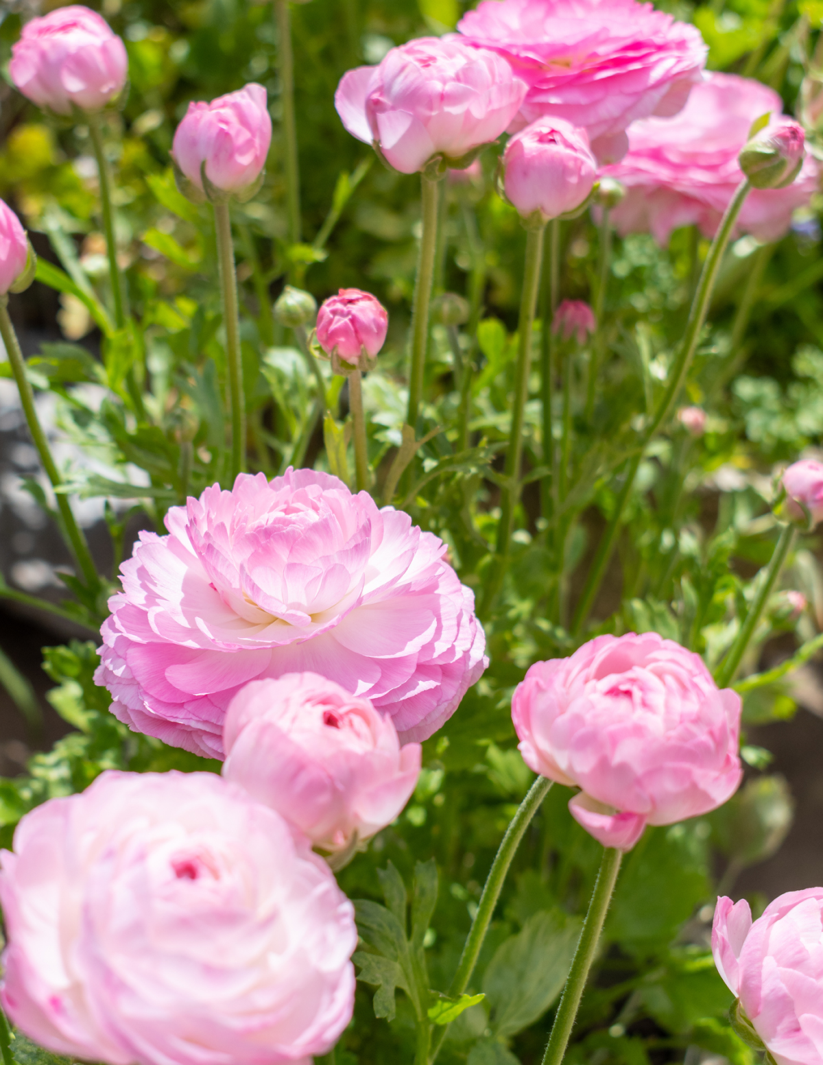 Ready For Romance Ranunculus (Düğün Çiçeği) Soğan Karışımı
