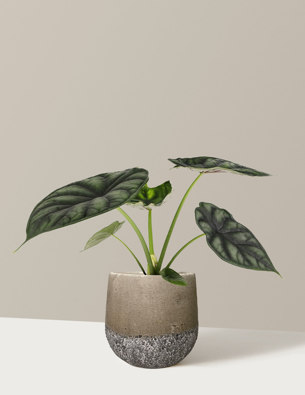 Alocasia 'Dragon Scale'