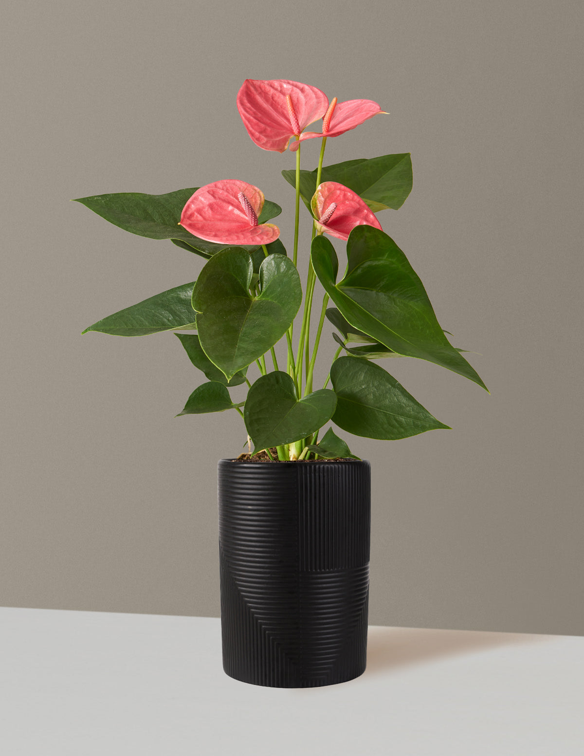 Pembe Anthurium