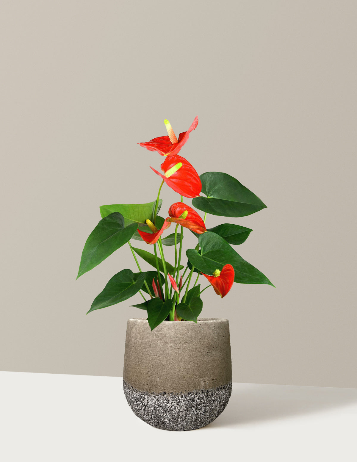 Mercan Anthurium