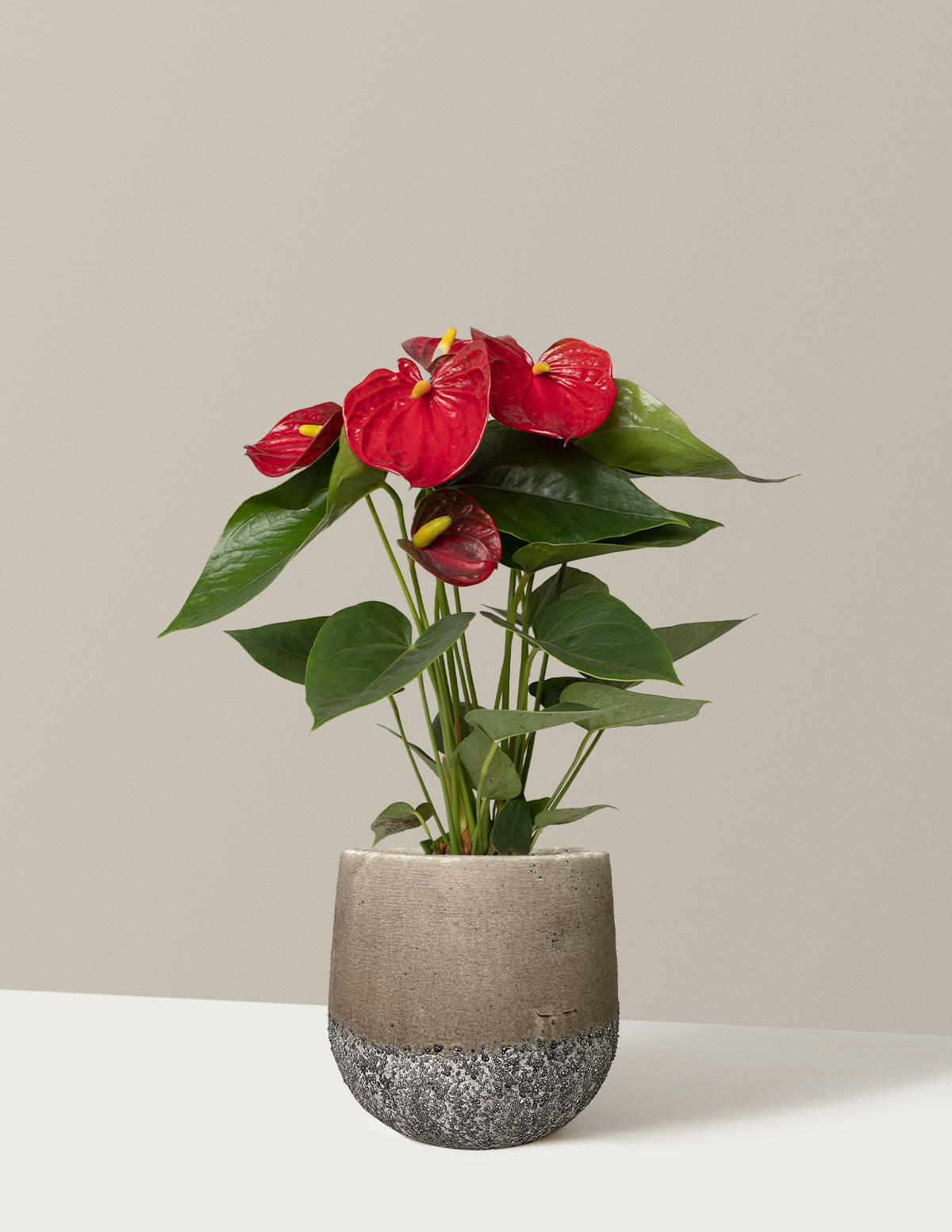 Kırmızı Anthurium
