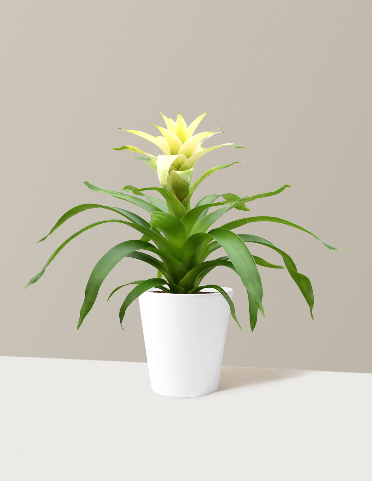 Bromeliad Deseo White