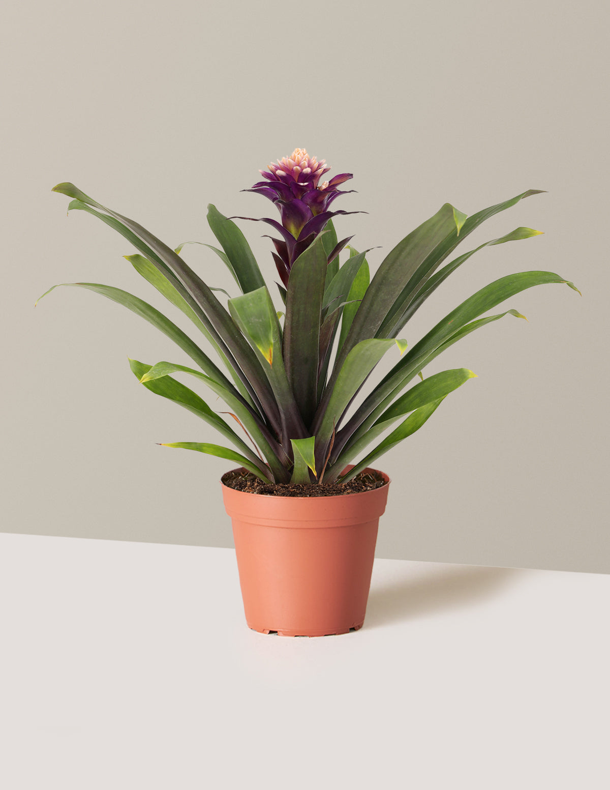 Bromeliad Guzmania Francesca