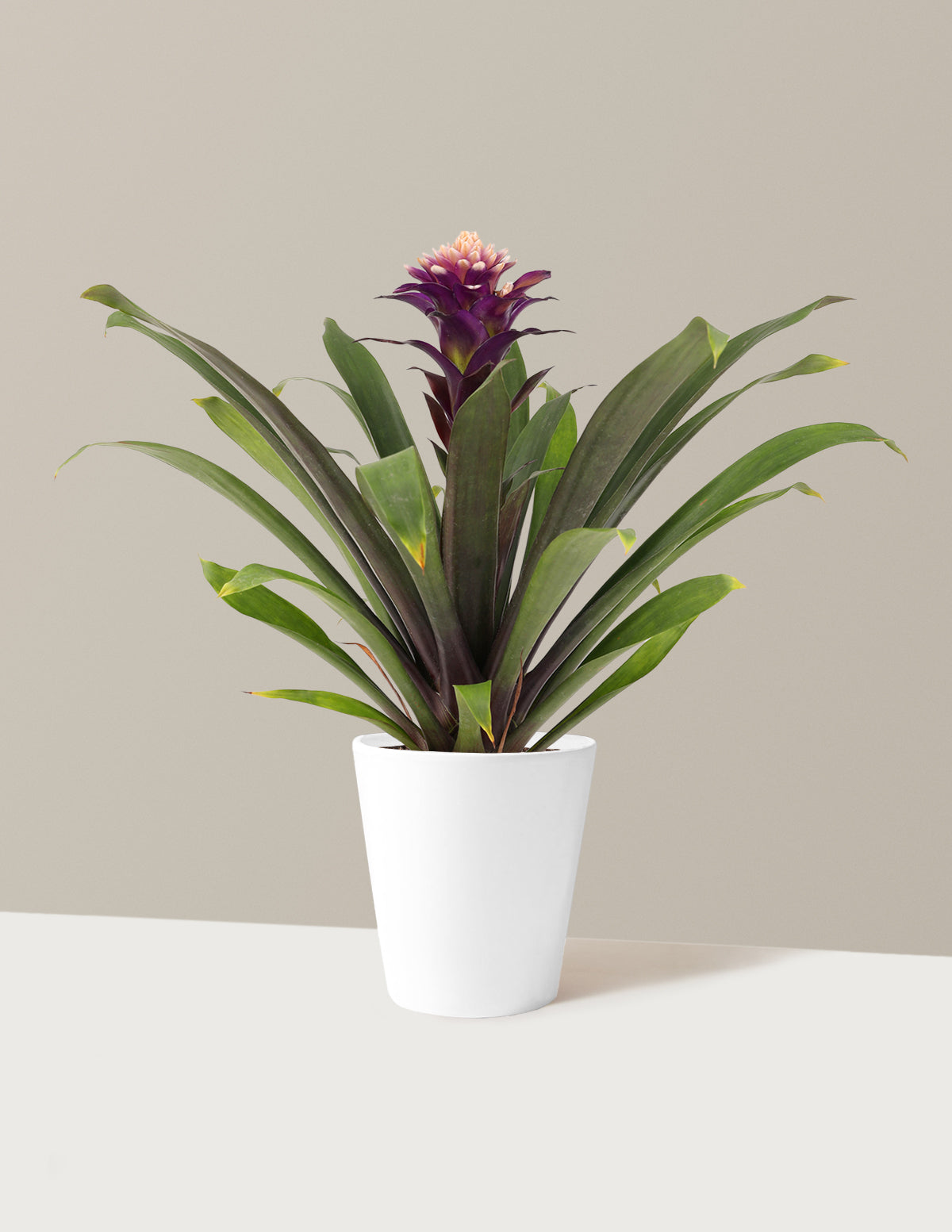 Bromeliad Guzmania Francesca
