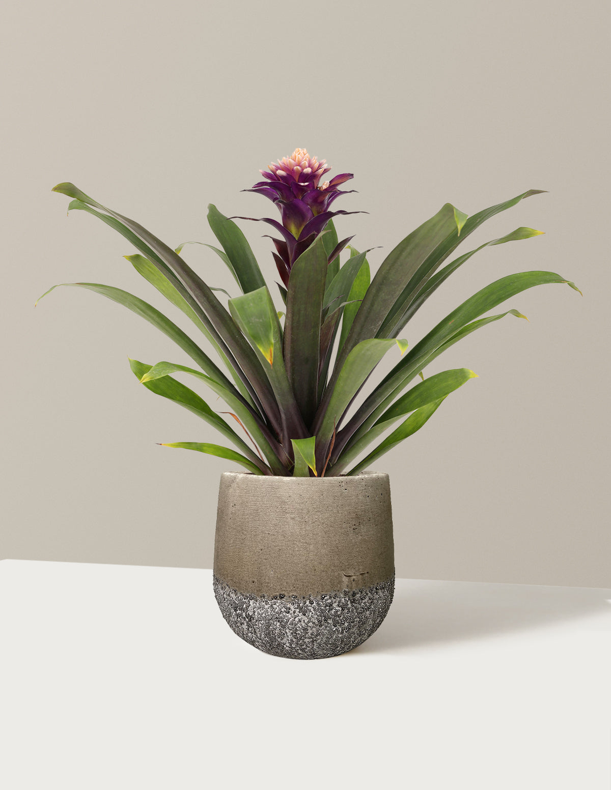 Bromeliad Guzmania Francesca