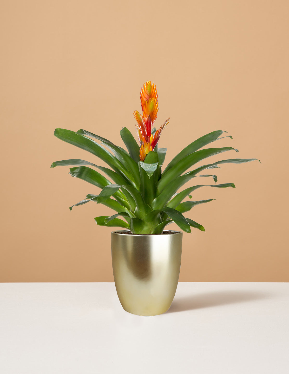 Vriesea Intenso Orange Bromelya