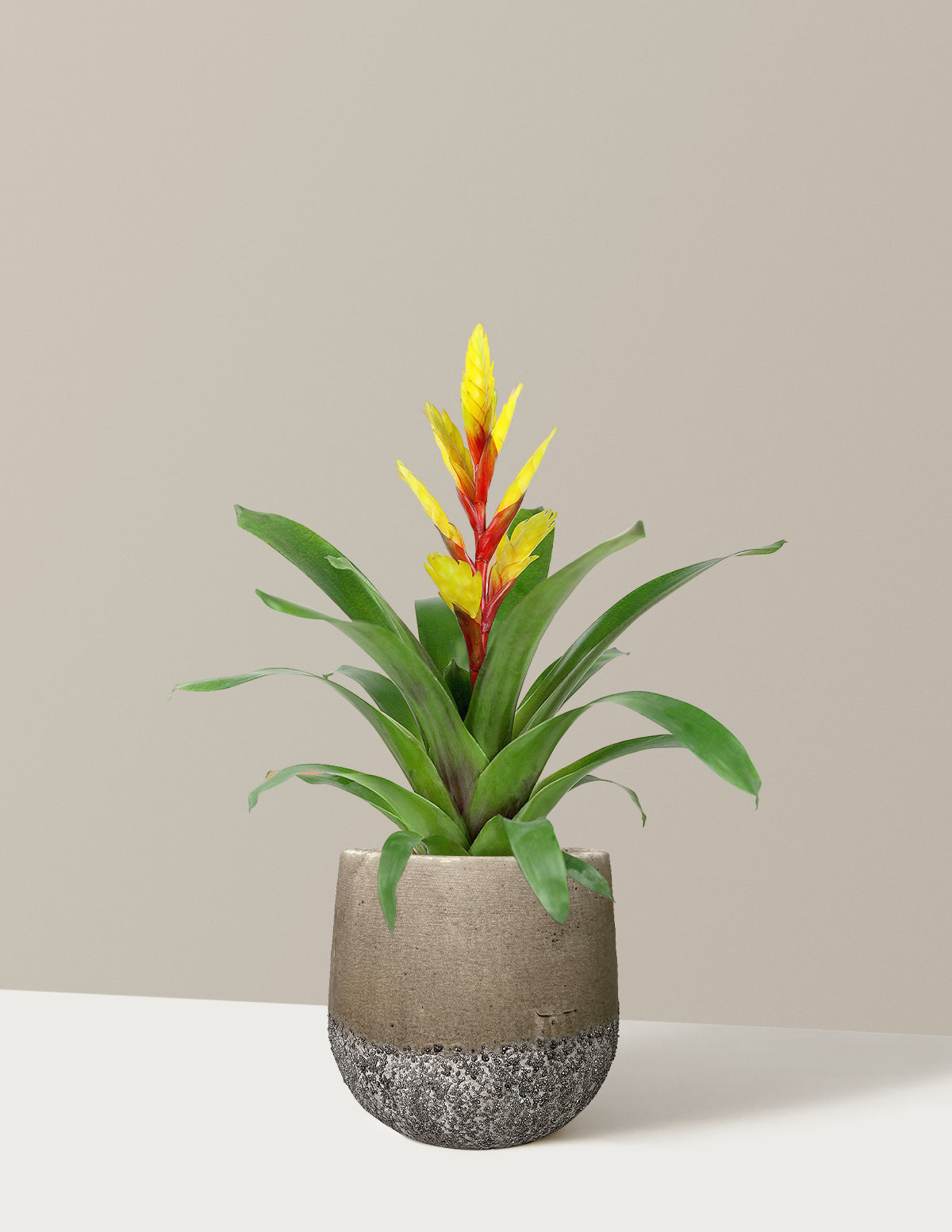 Vriesea Evita Yellow Bromelia