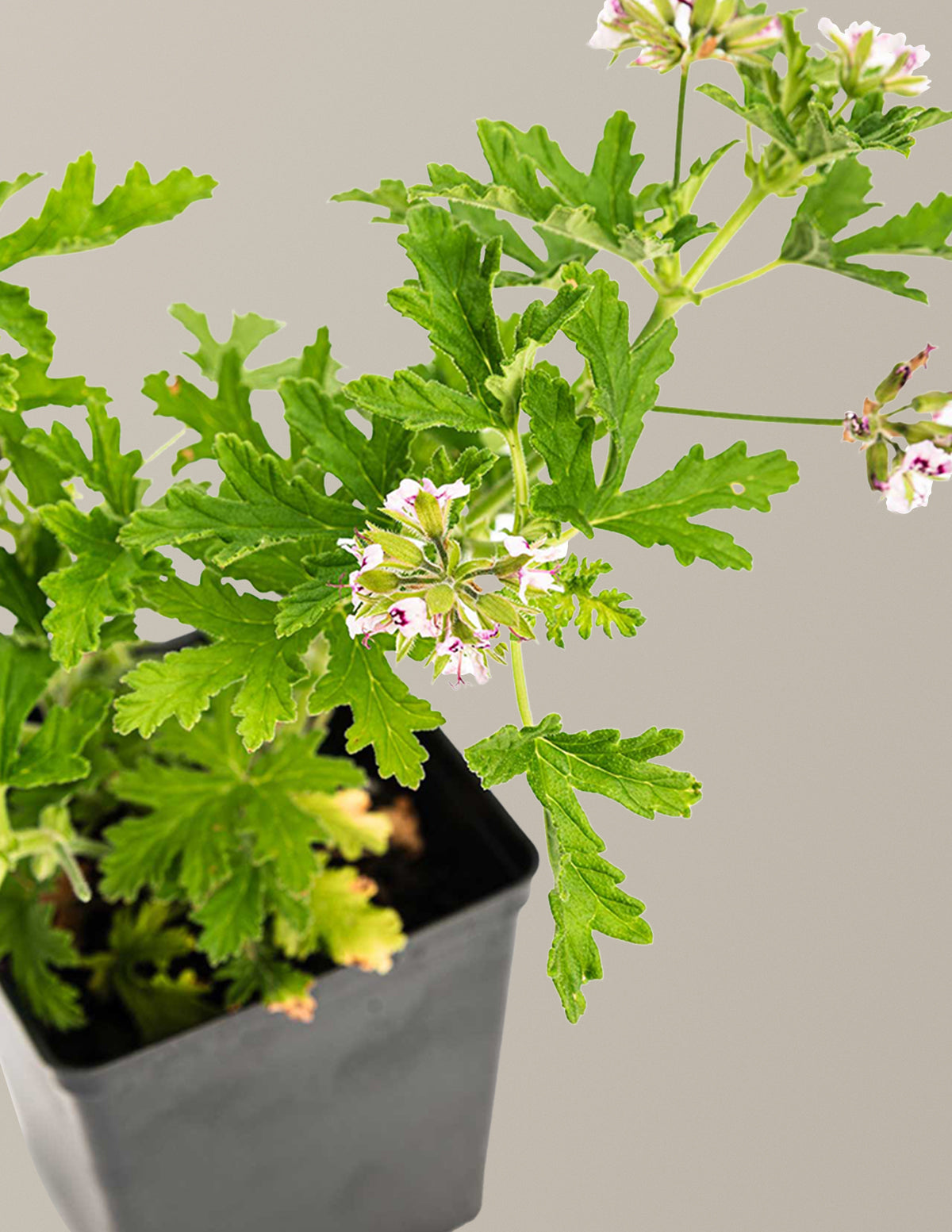 Citronella (Sinekkovan) Çalısı