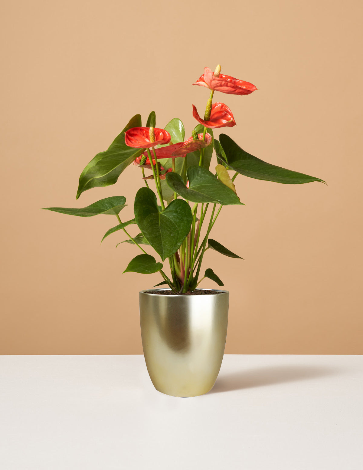 Mercan Anthurium