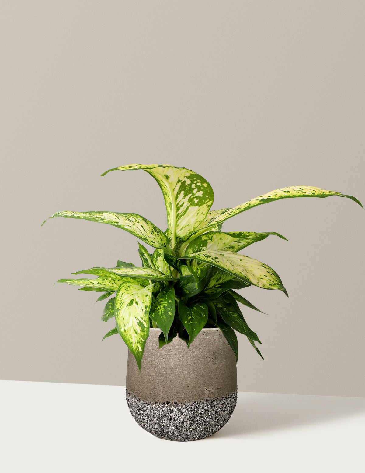 Dieffenbachia 'Star Bright'