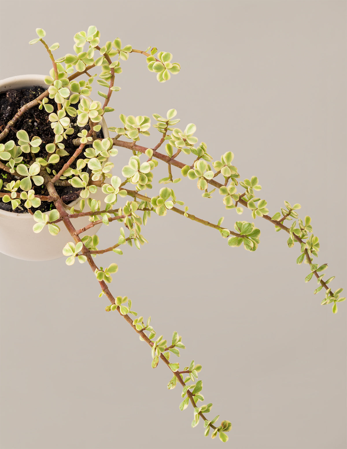Alacalı Fil Çalısı (Variegated Elephant Bush) - Bereket Bitkisi