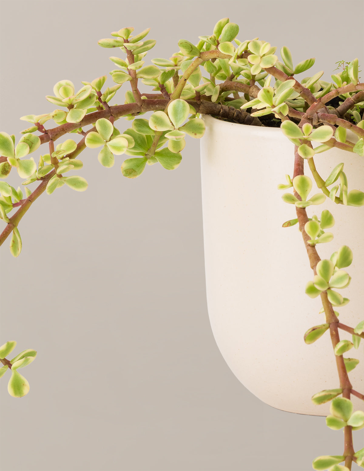 Alacalı Fil Çalısı (Variegated Elephant Bush) - Bereket Bitkisi