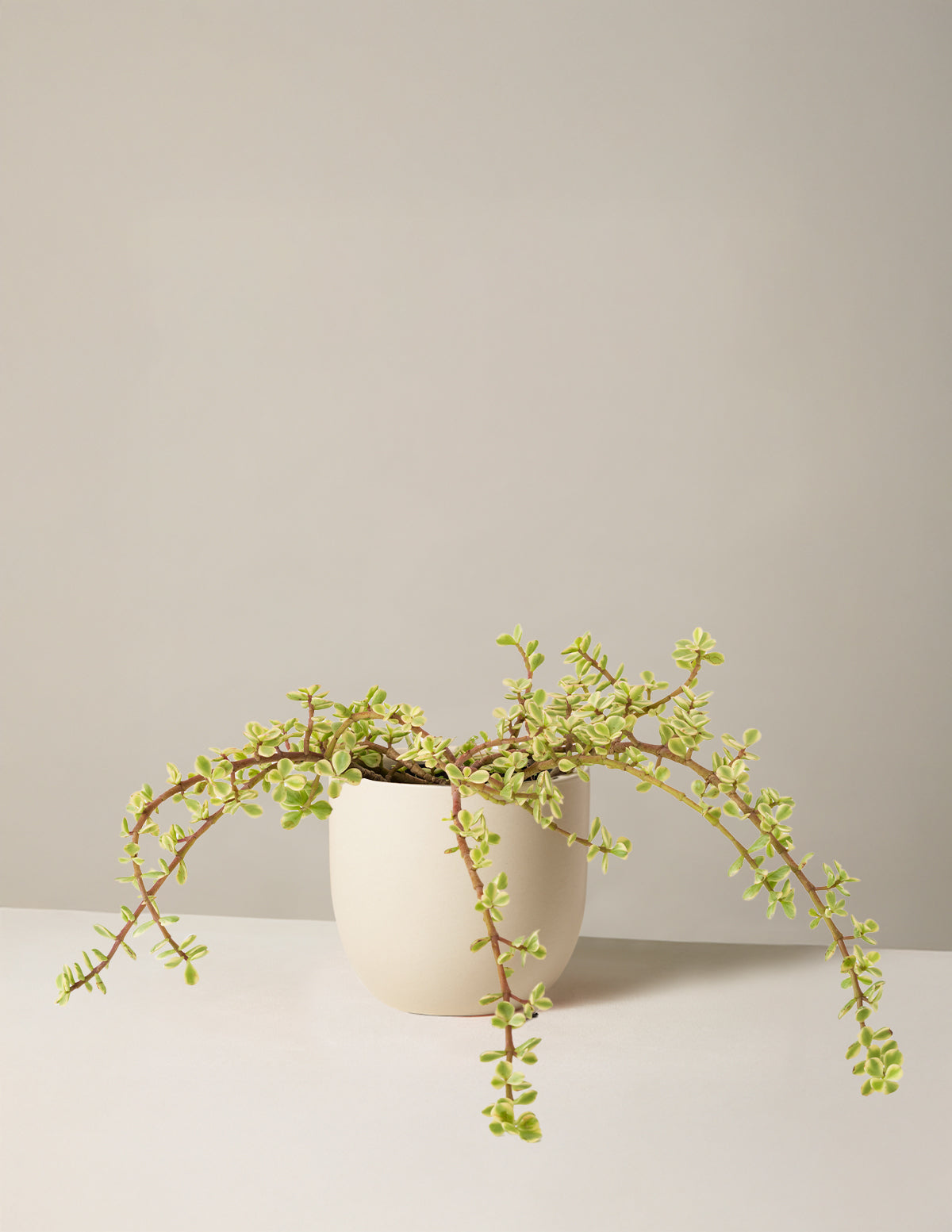 Alacalı Fil Çalısı (Variegated Elephant Bush) - Bereket Bitkisi