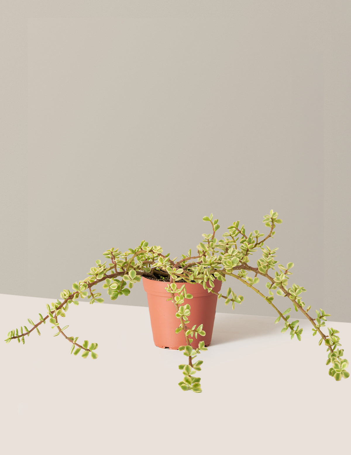 Alacalı Fil Çalısı (Variegated Elephant Bush) - Bereket Bitkisi