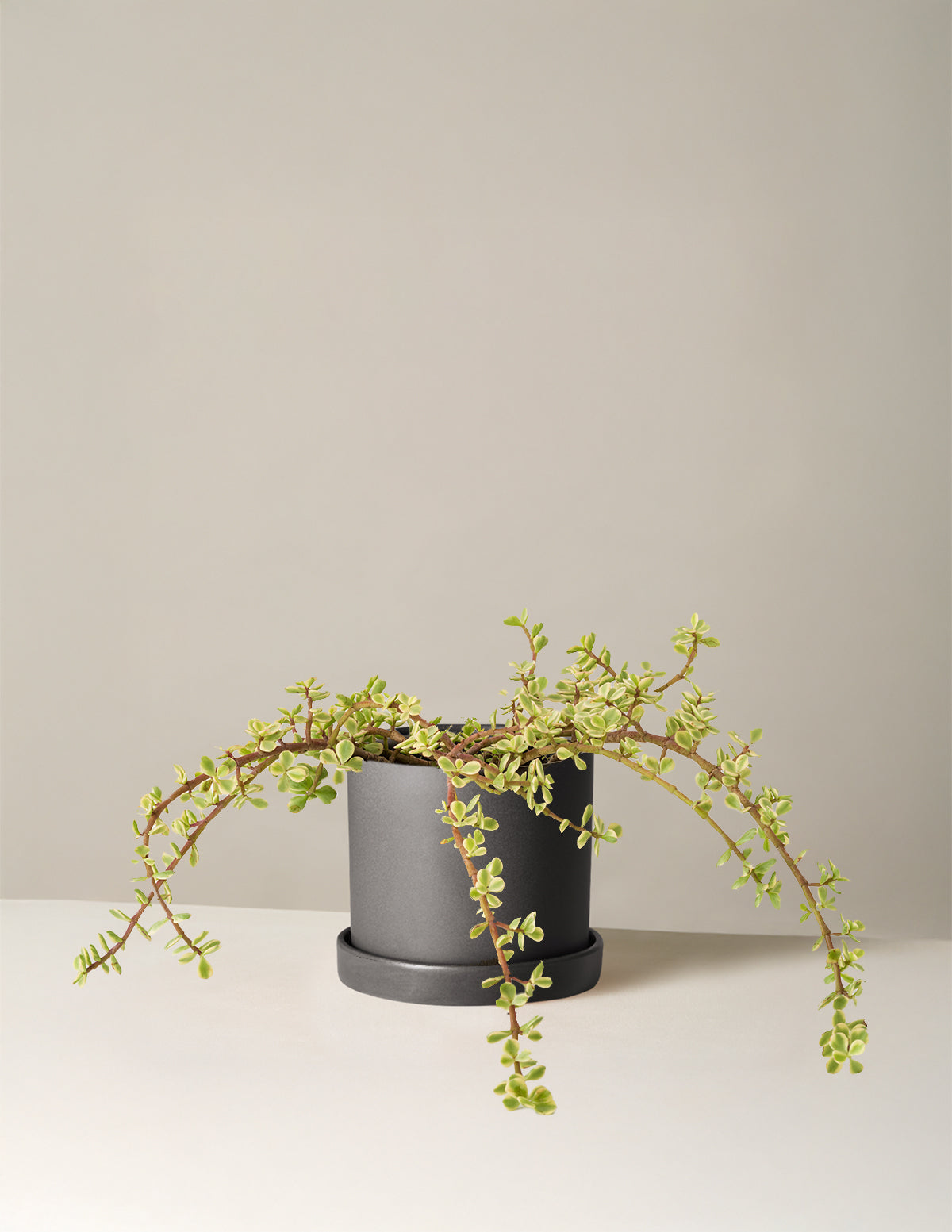 Alacalı Fil Çalısı (Variegated Elephant Bush) - Bereket Bitkisi