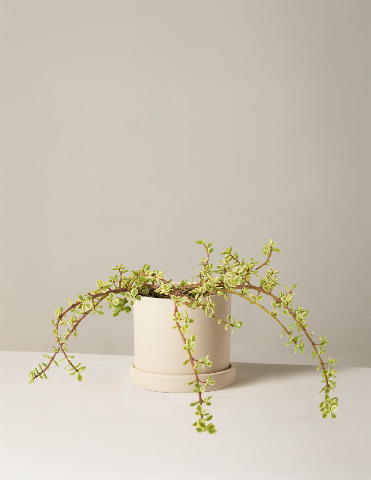 Alacalı Fil Çalısı (Variegated Elephant Bush) - Bereket Bitkisi