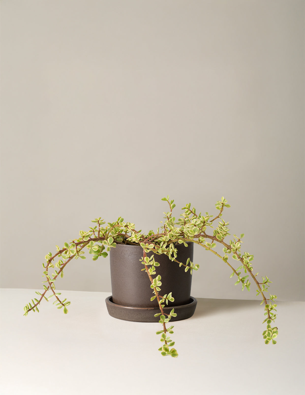 Alacalı Fil Çalısı (Variegated Elephant Bush) - Bereket Bitkisi