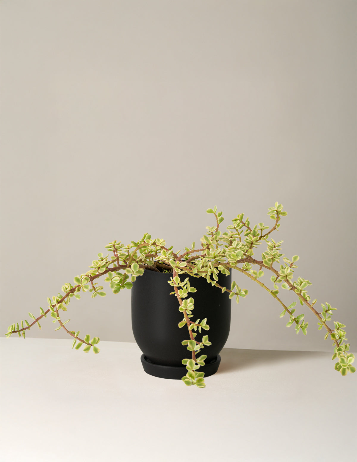 Alacalı Fil Çalısı (Variegated Elephant Bush) - Bereket Bitkisi