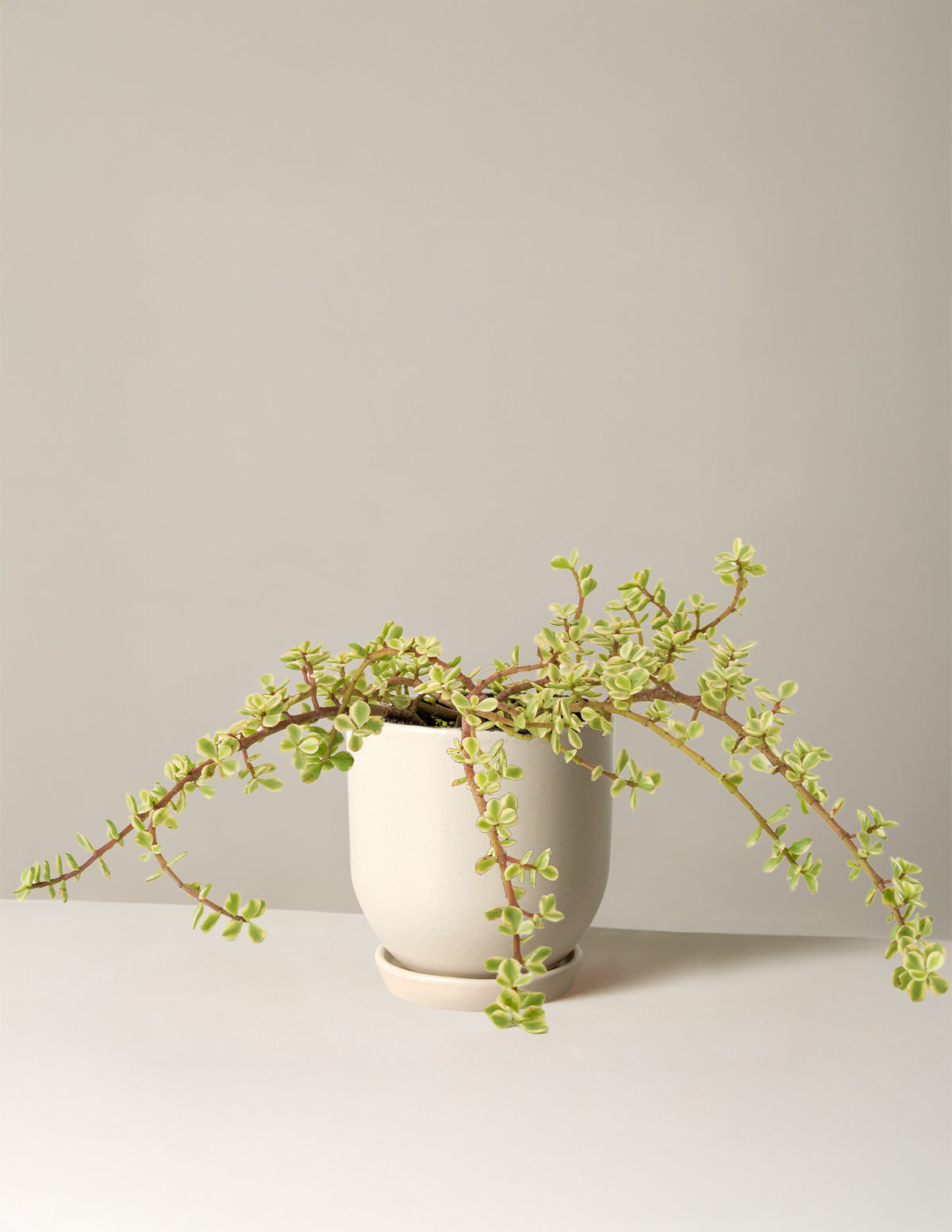 Alacalı Fil Çalısı (Variegated Elephant Bush) - Bereket Bitkisi