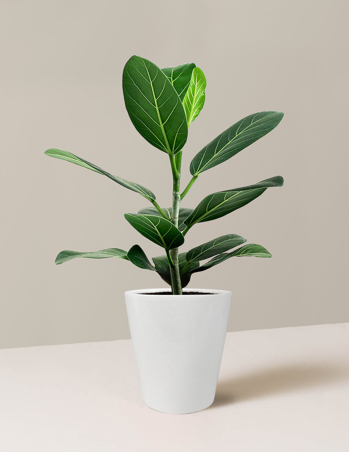 Ficus Audrey Bush