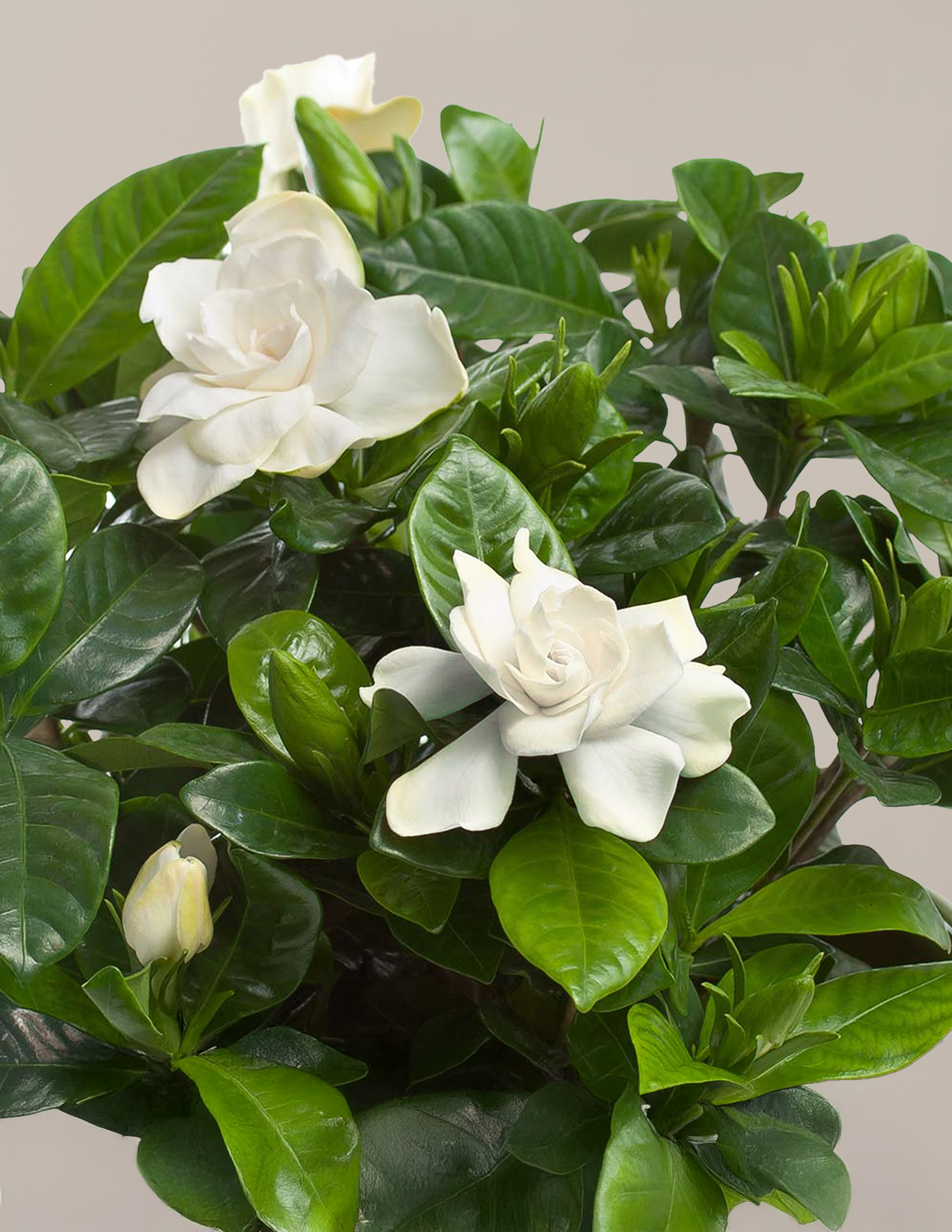 Gardenia (Gardenya) Çalısı