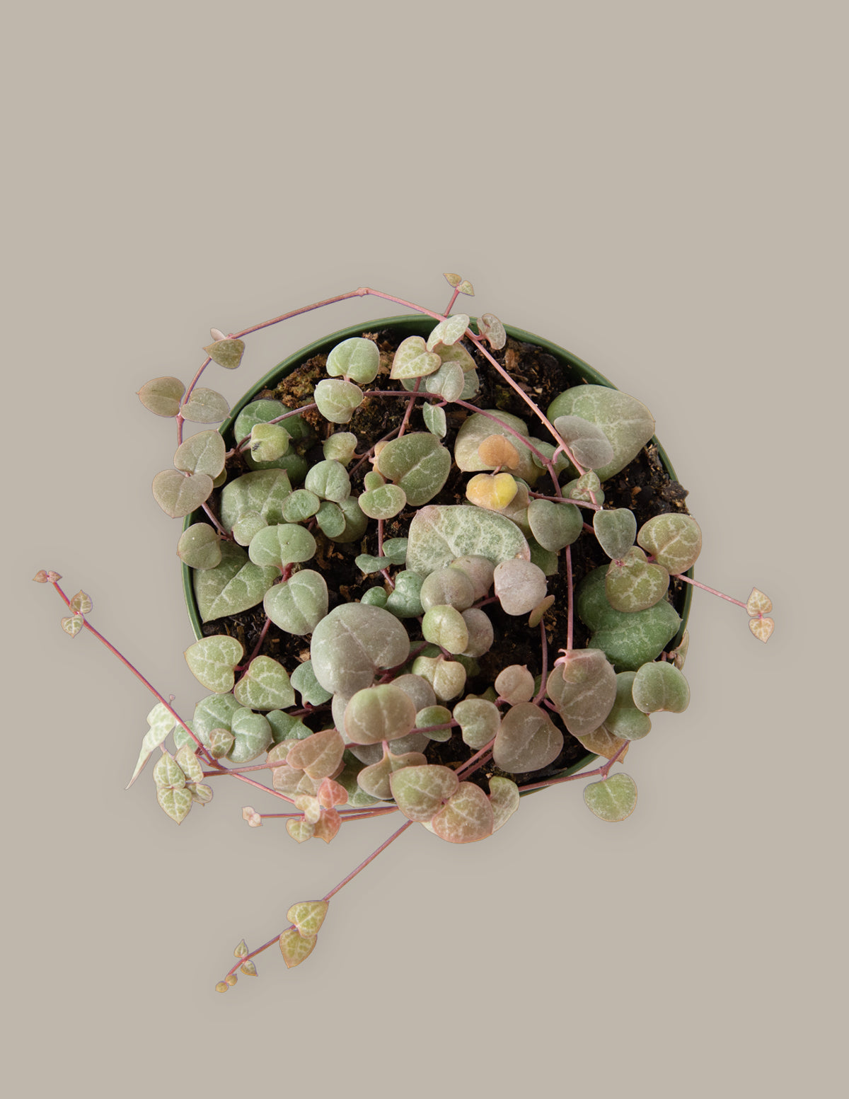 String of Hearts (Kalp Kalbe Karşı)