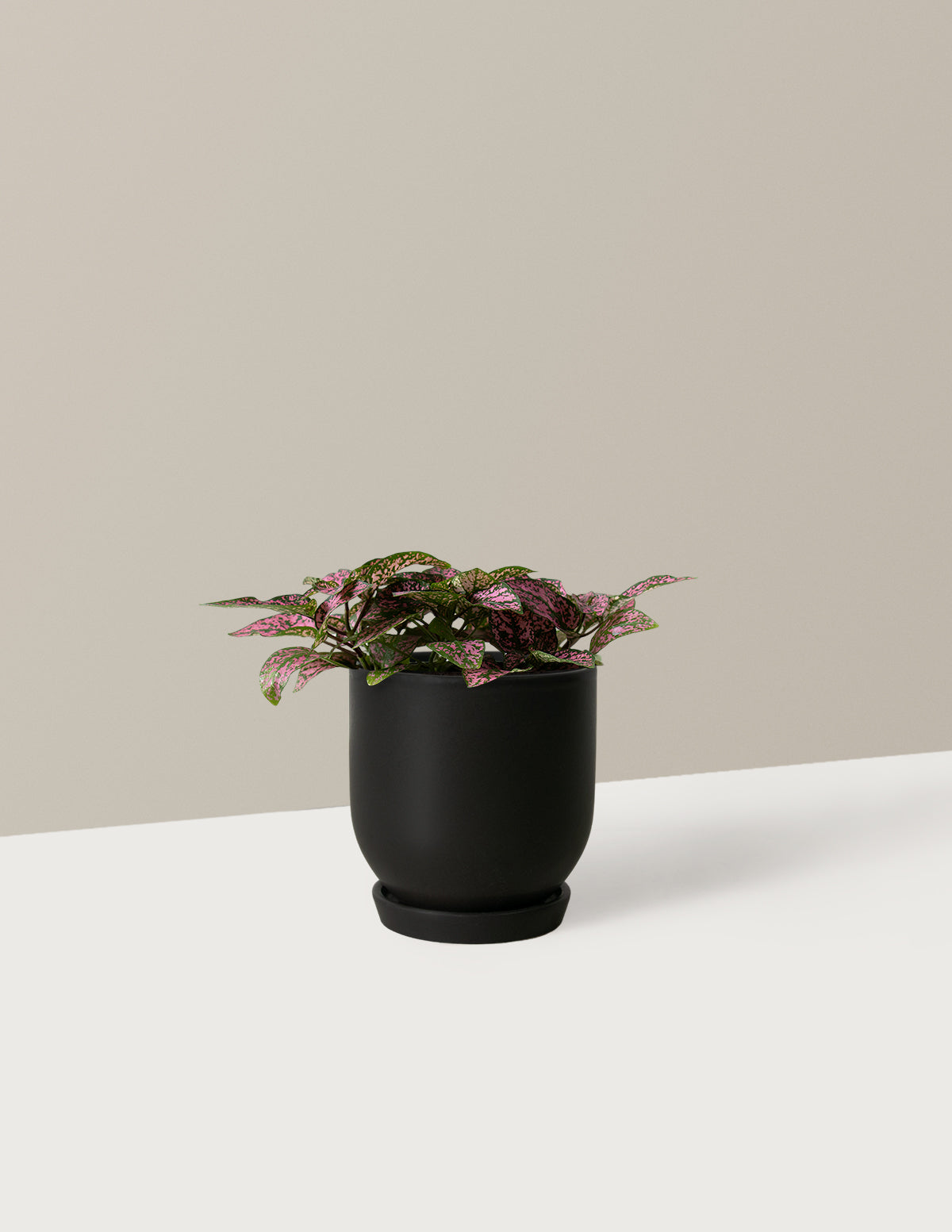 Pembe Benekli Bitki (Pink Polka Dot Plant)