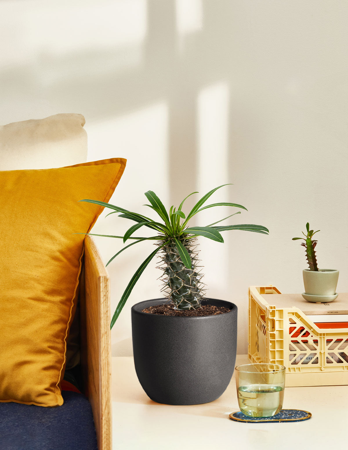 Madagascar Palm (Pachypodium lamerei)