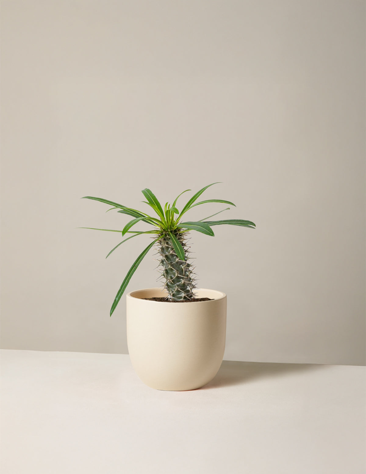 Madagascar Palm (Pachypodium lamerei)