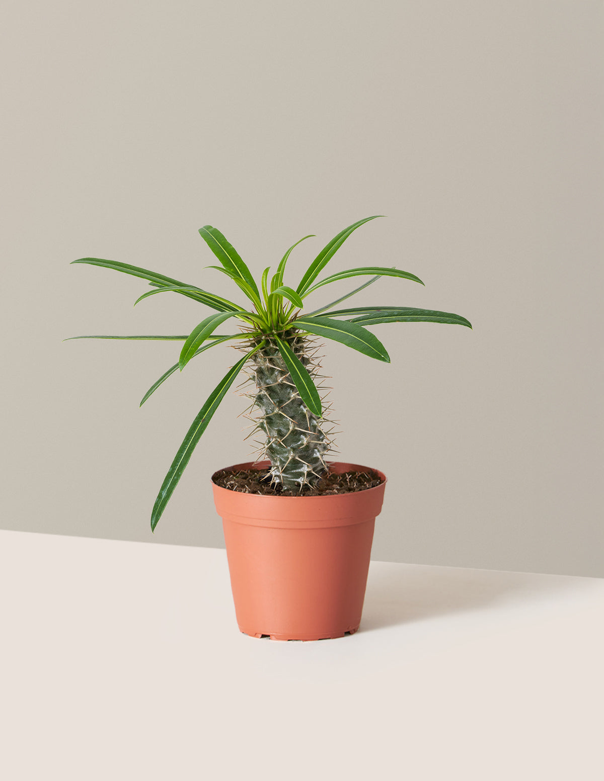 Madagascar Palm (Pachypodium lamerei)
