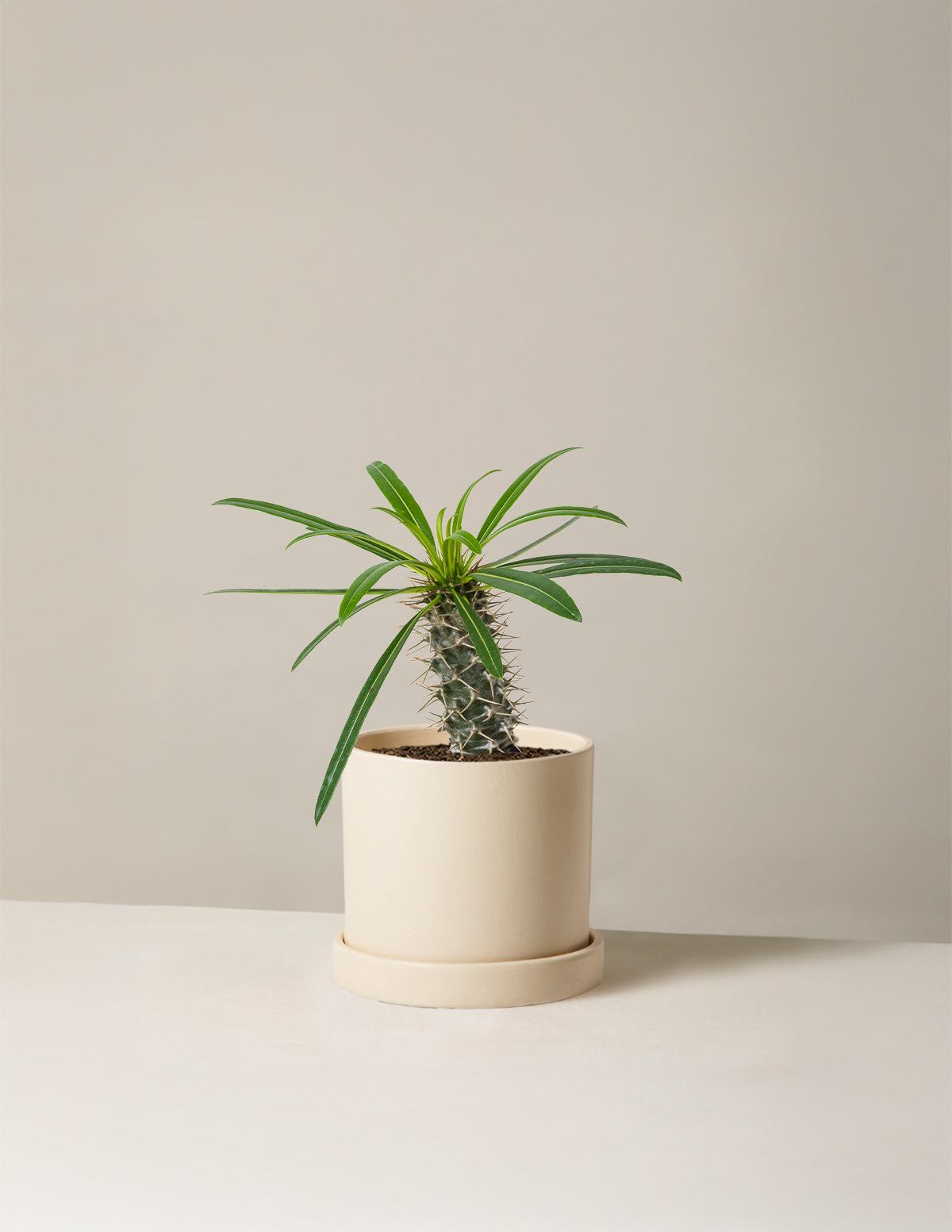 Madagascar Palm (Pachypodium lamerei)