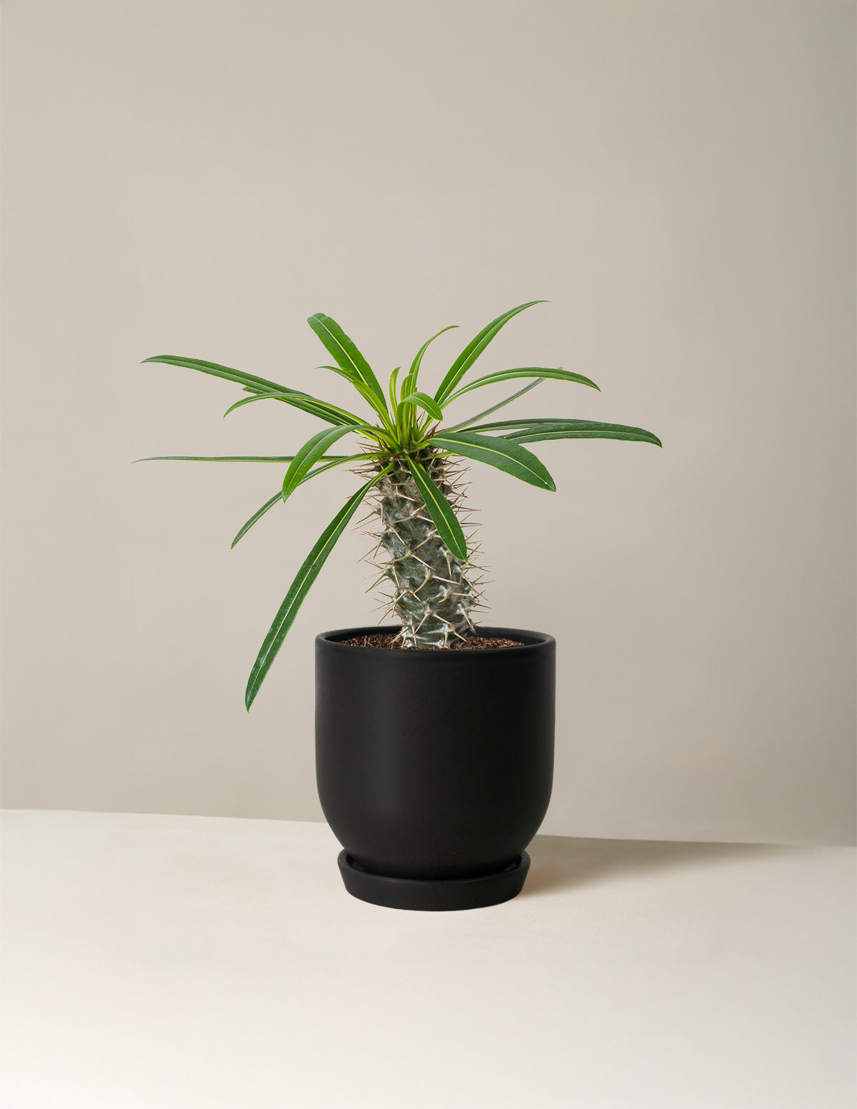 Madagascar Palm (Pachypodium lamerei)