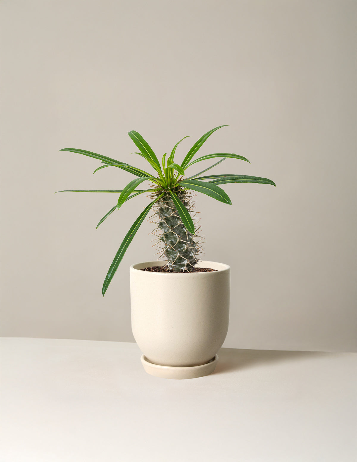 Madagascar Palm (Pachypodium lamerei)