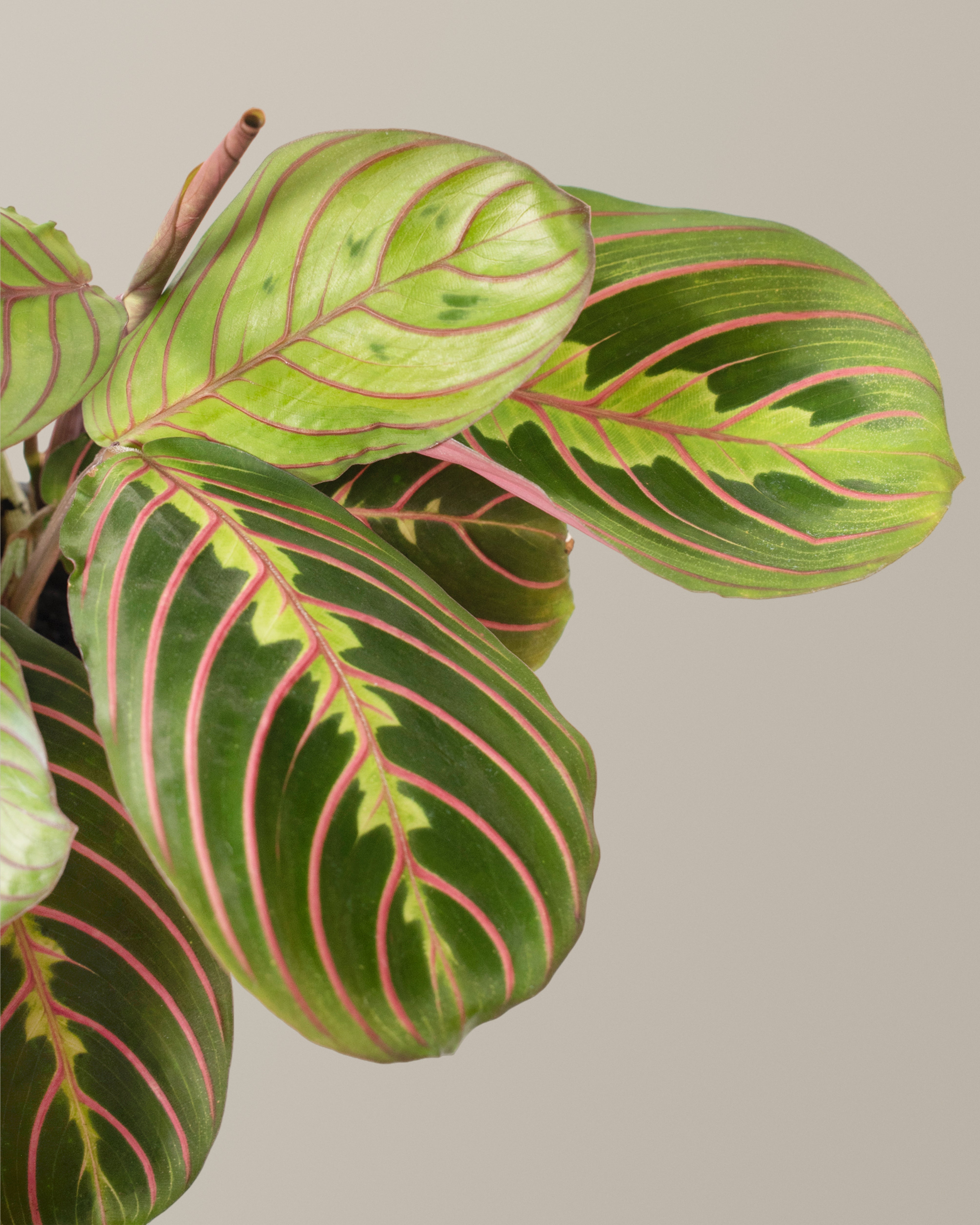 Kırmızı Dua Çiçeği (Red Prayer Plant)